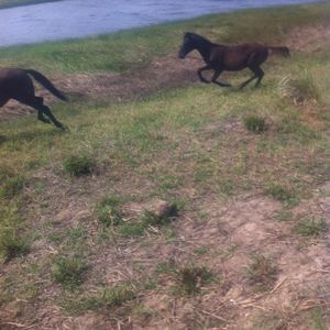 Meet your Posher, Ram